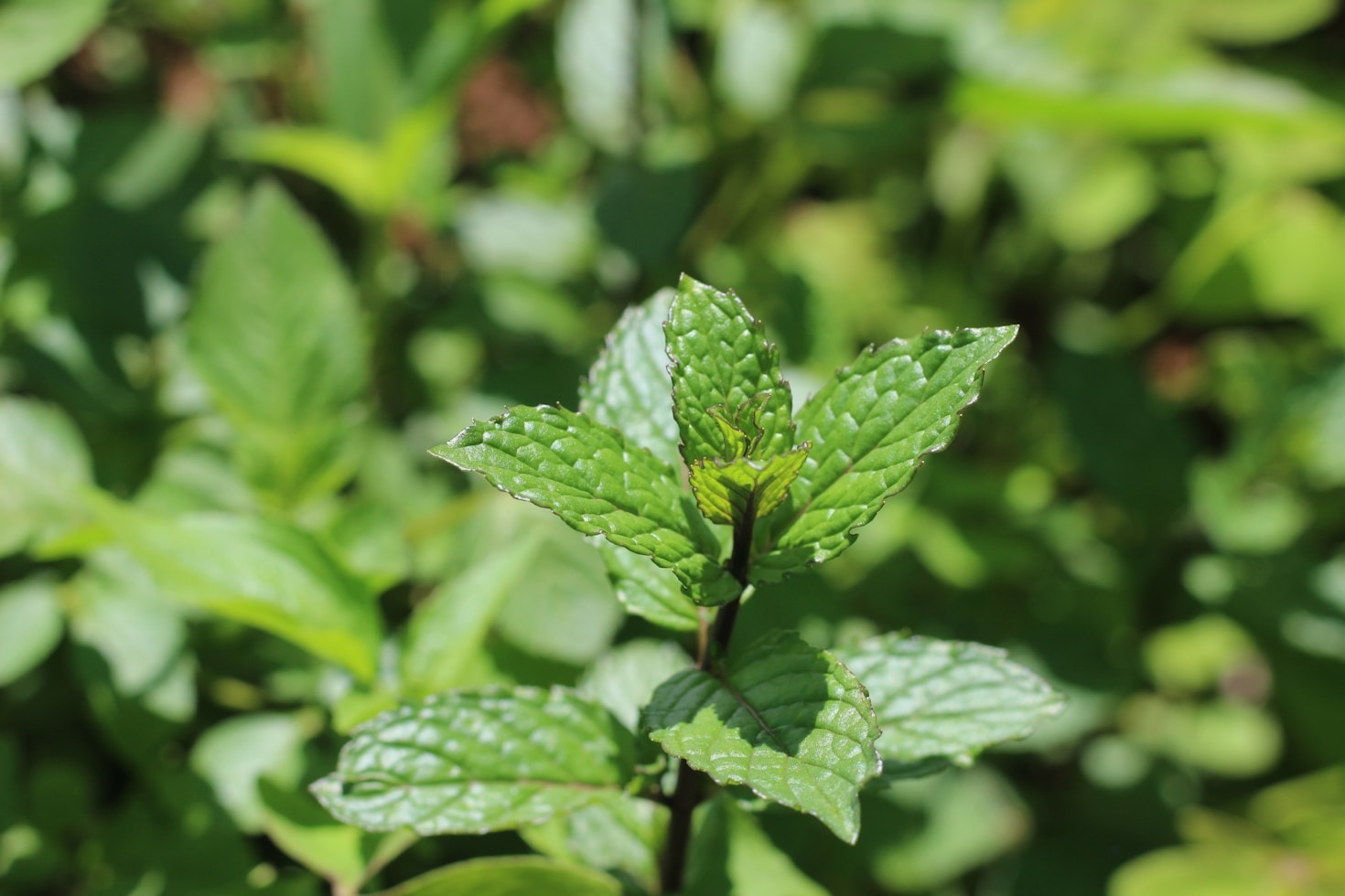 Effective Remedies for Common Skin Conditions